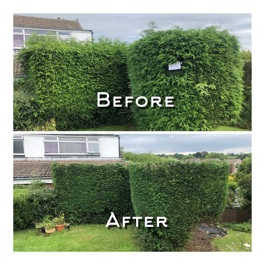 Hedge Trimming