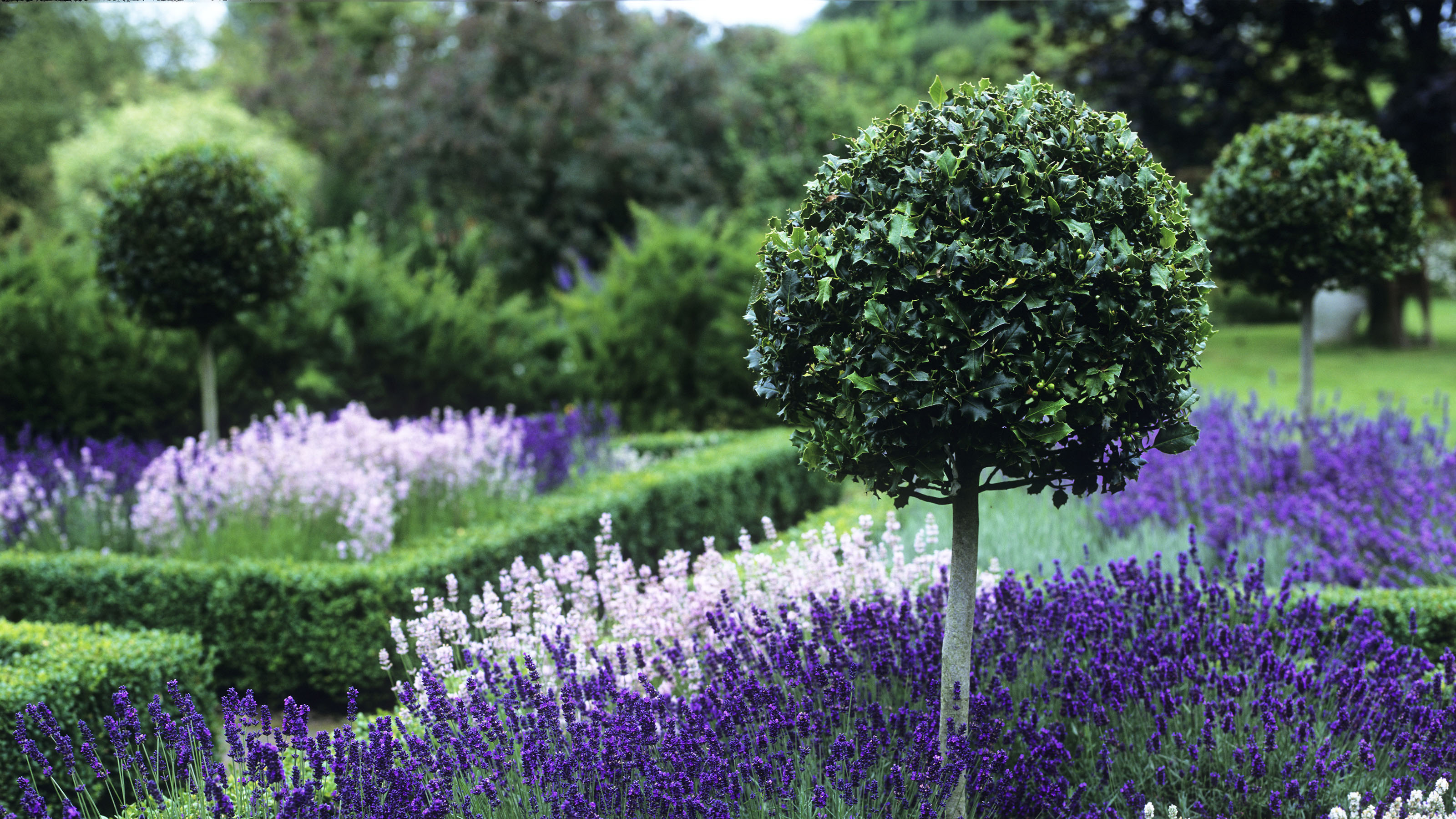 Topiary and shaped hedges in garden