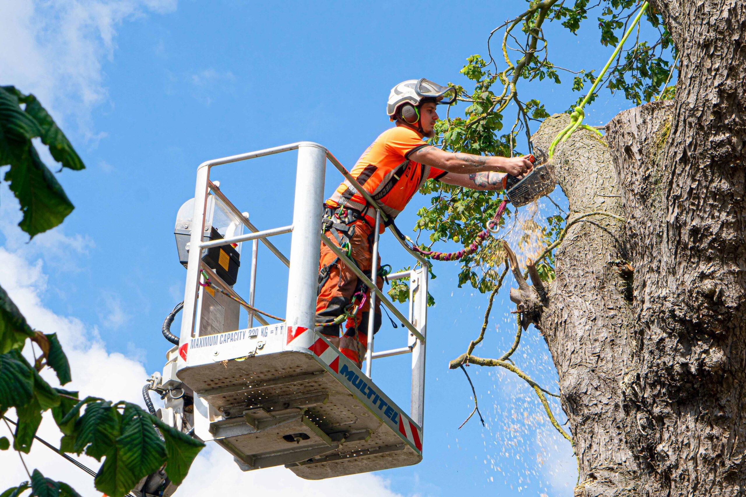 Tree surgeon pruning a large tree