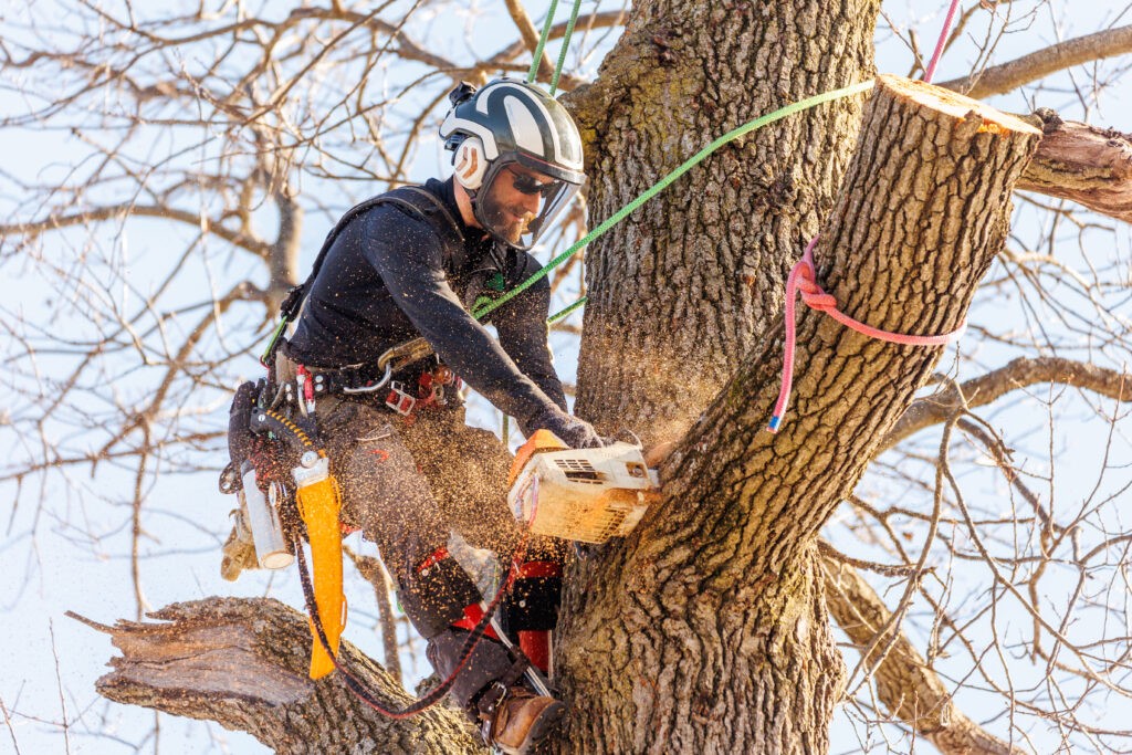 Professional tree felling work