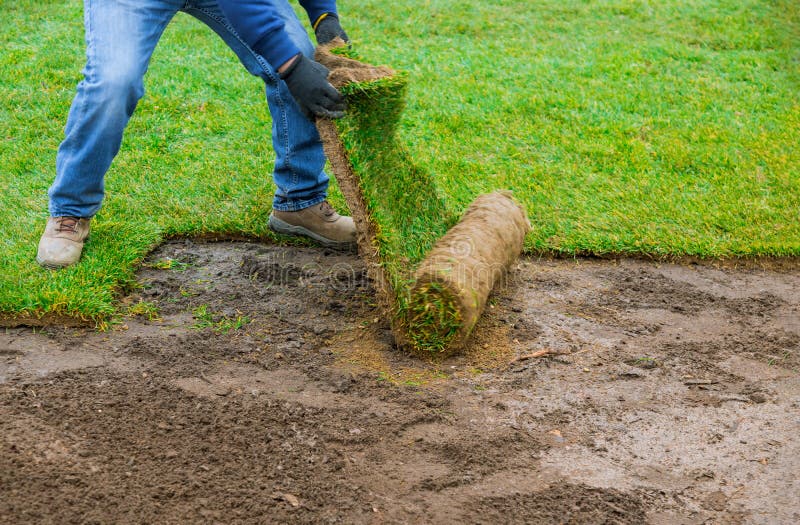 Fresh turf being laid on a garden lawn